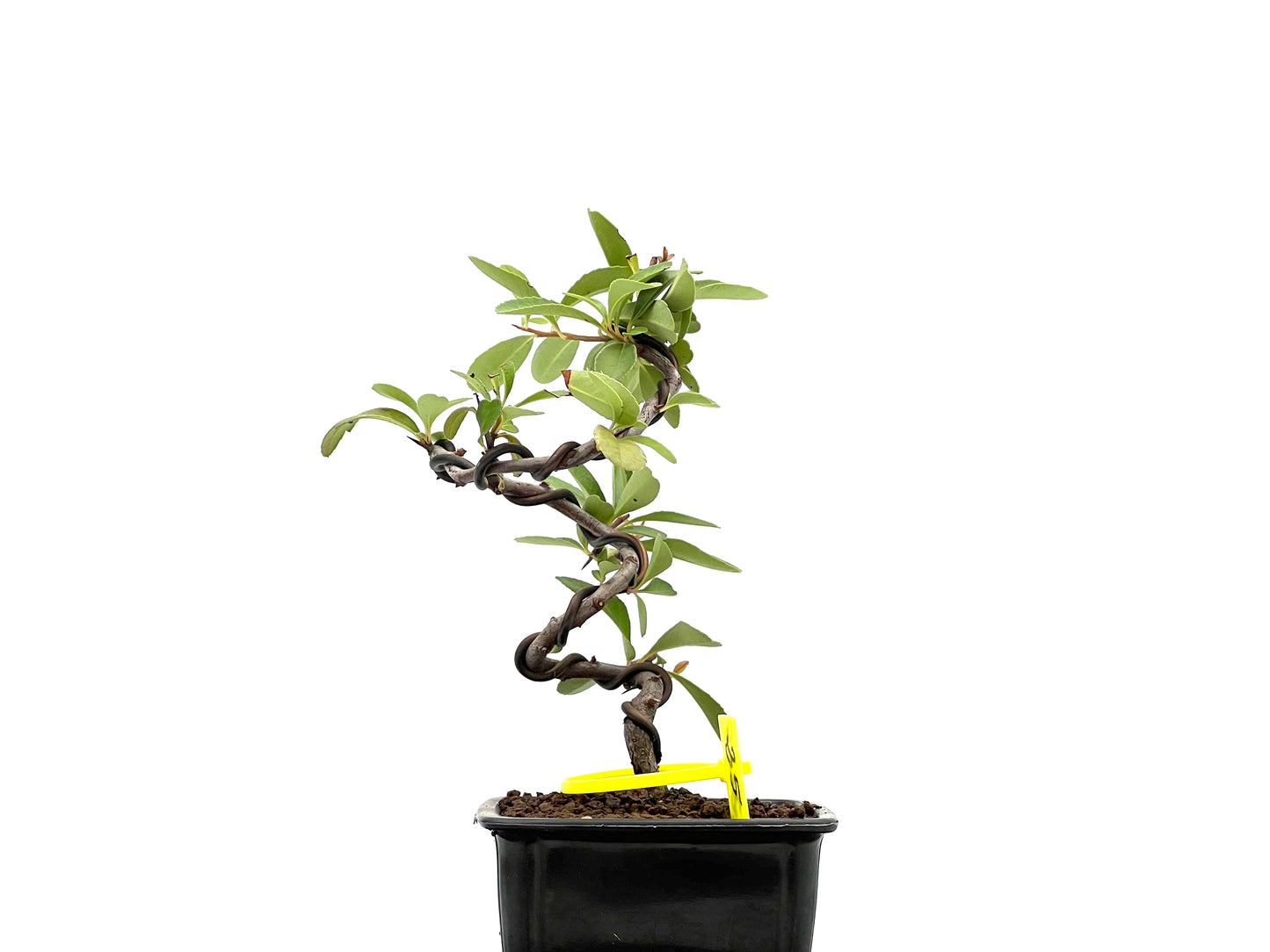 Pyracantha 2669