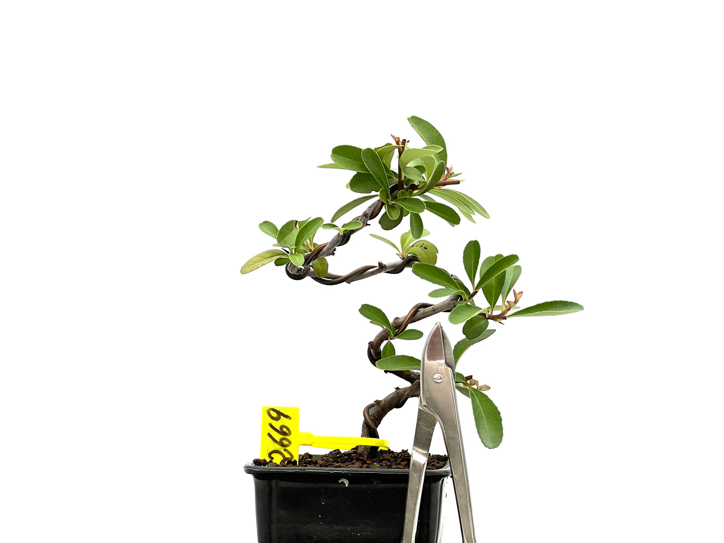 Pyracantha 2669