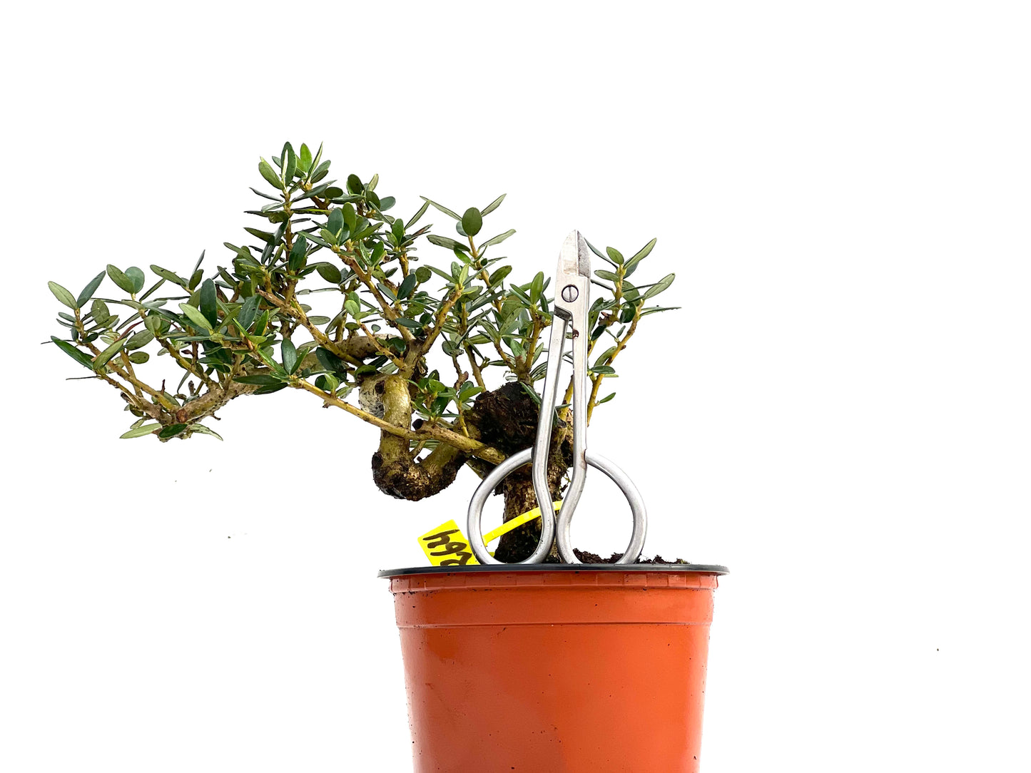 Olea Europaea Sylvestris 0264