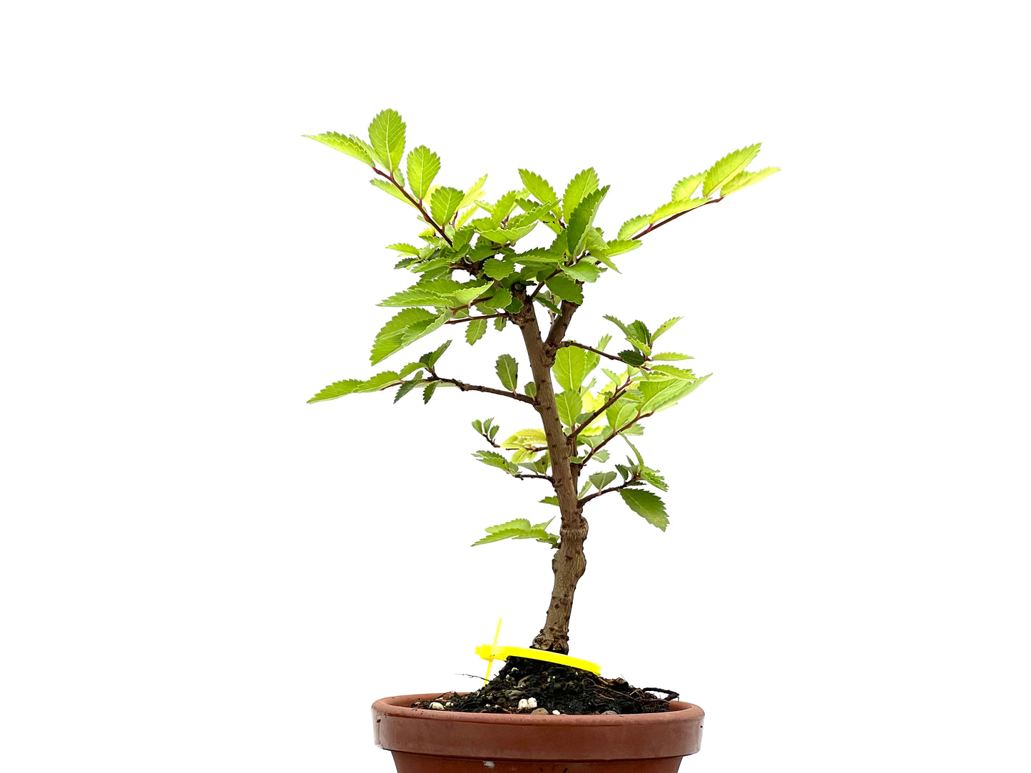 Olmo Nire Keyaki 2667