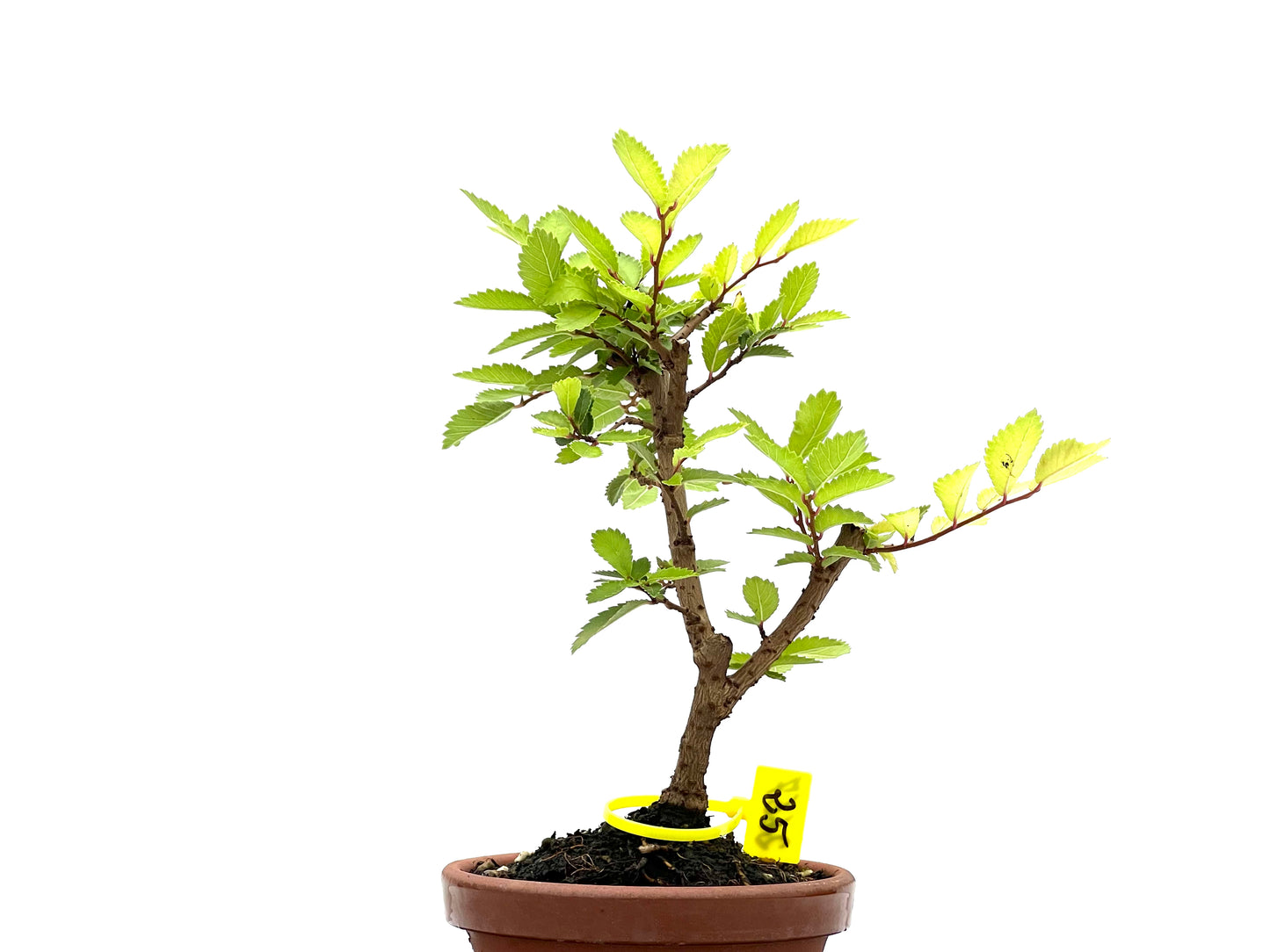 Olmo Nire Keyaki 2667