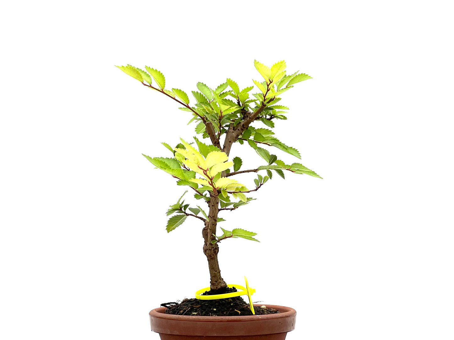 Olmo Nire Keyaki 2667
