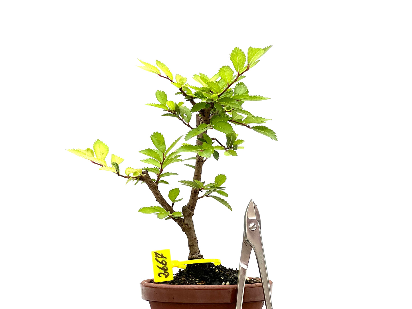 Olmo Nire Keyaki 2667