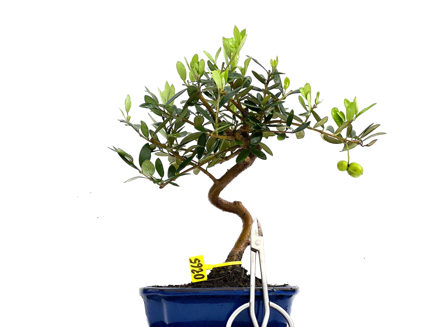Olea Europaea 0265