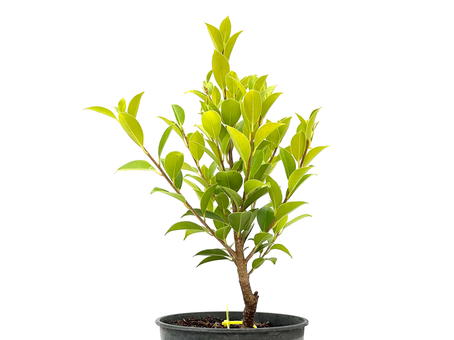 Ficus Tiger Bark 2713