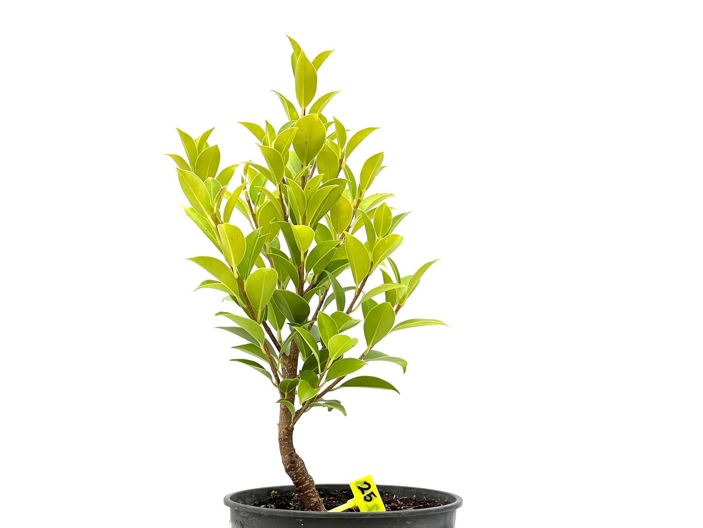 Ficus Tiger Bark 2713