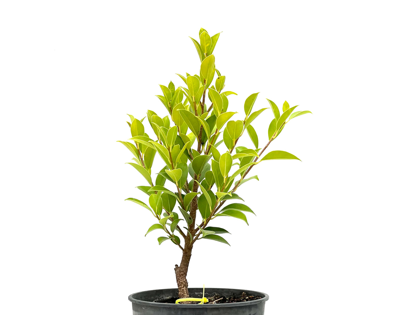 Ficus Tiger Bark 2713