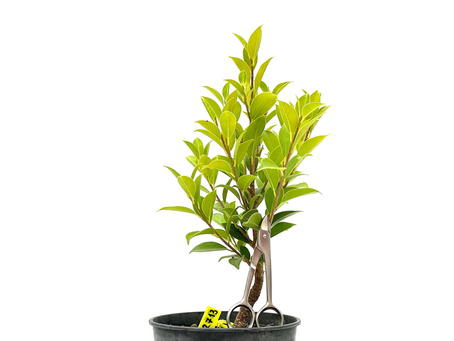 Ficus Tiger Bark 2713