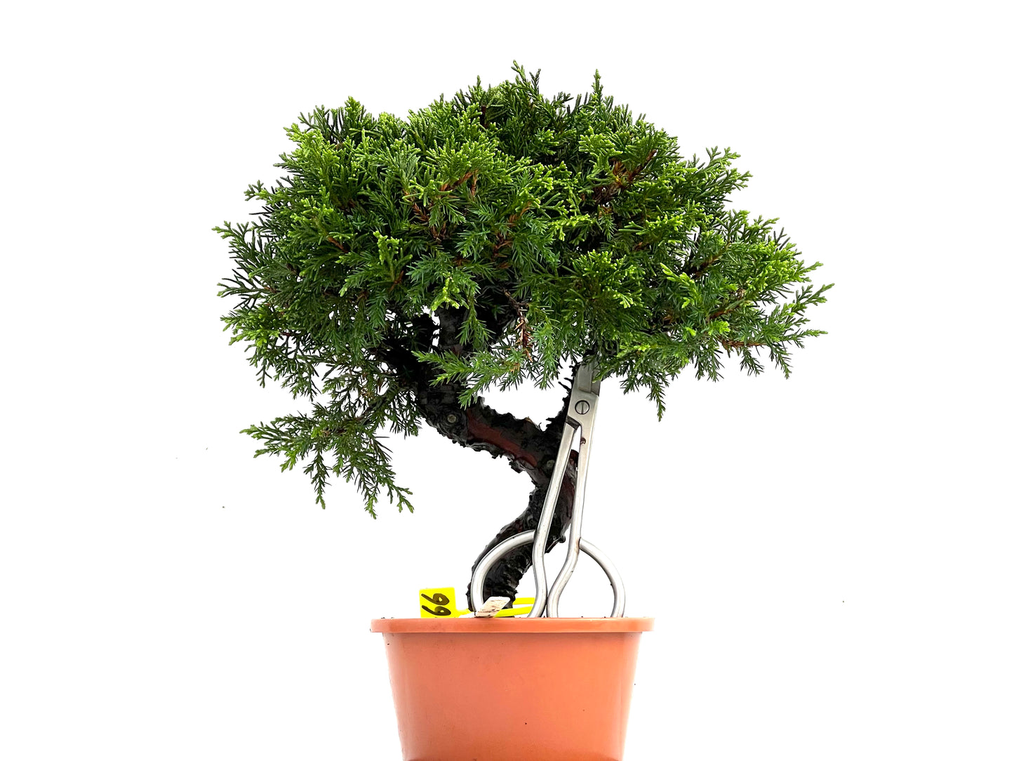Juniperus Chinensis Itoigawa 0266