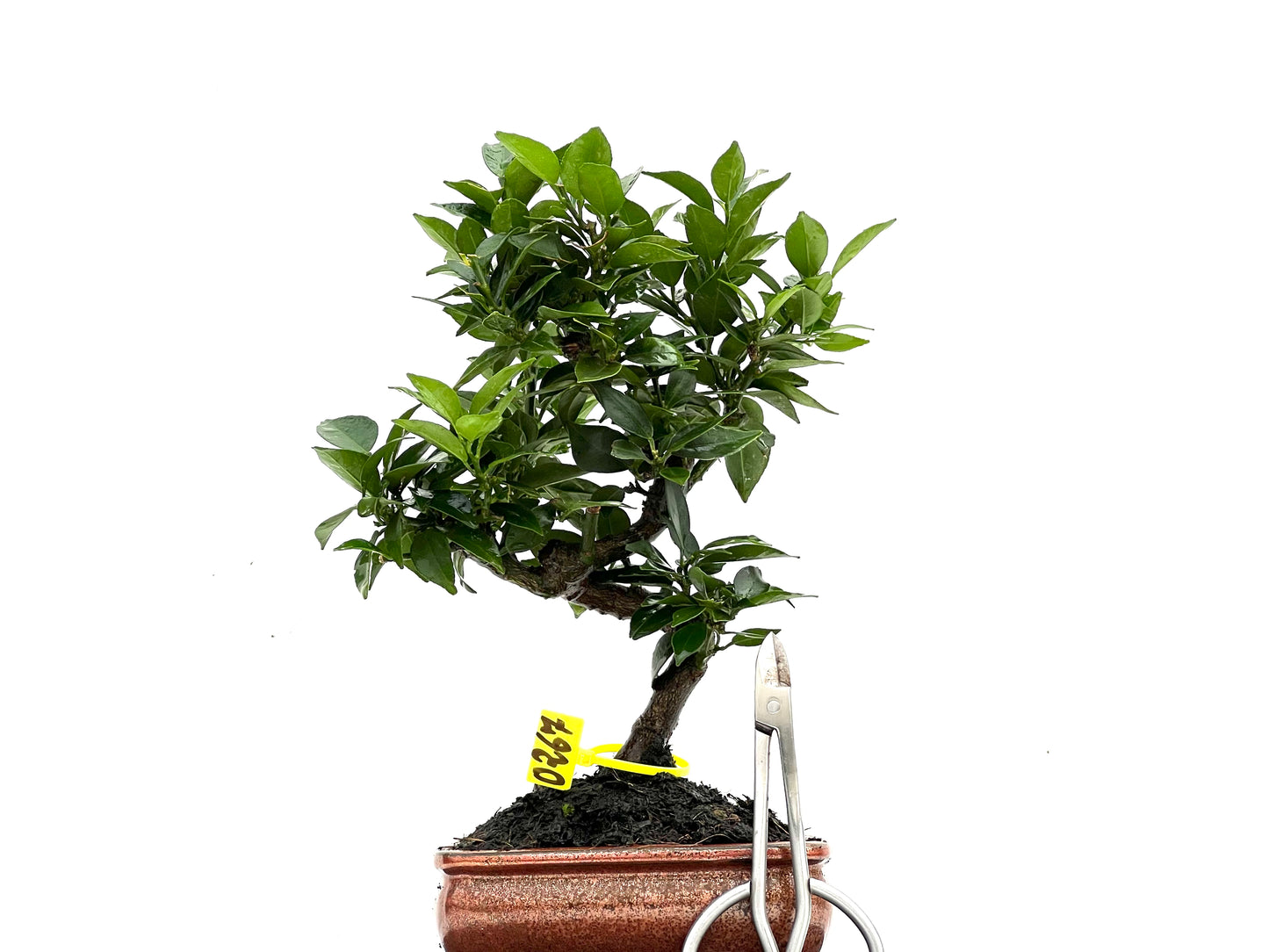 Citrus Myrtifolia 0267