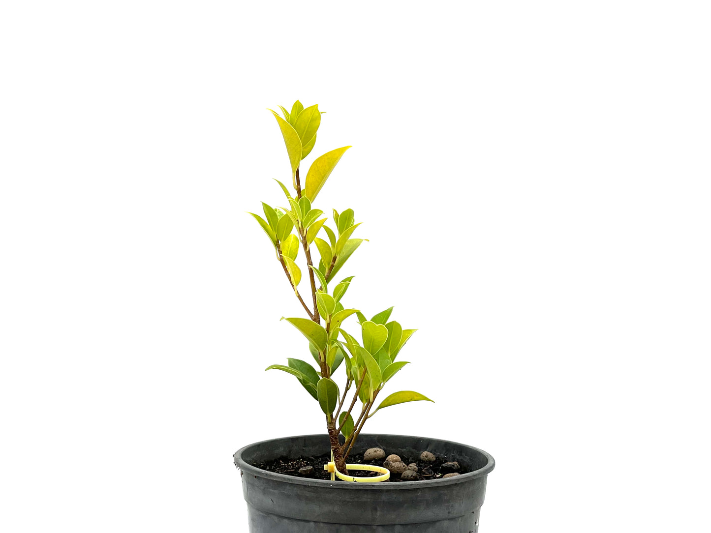 Ficus Tiger Bark 2723
