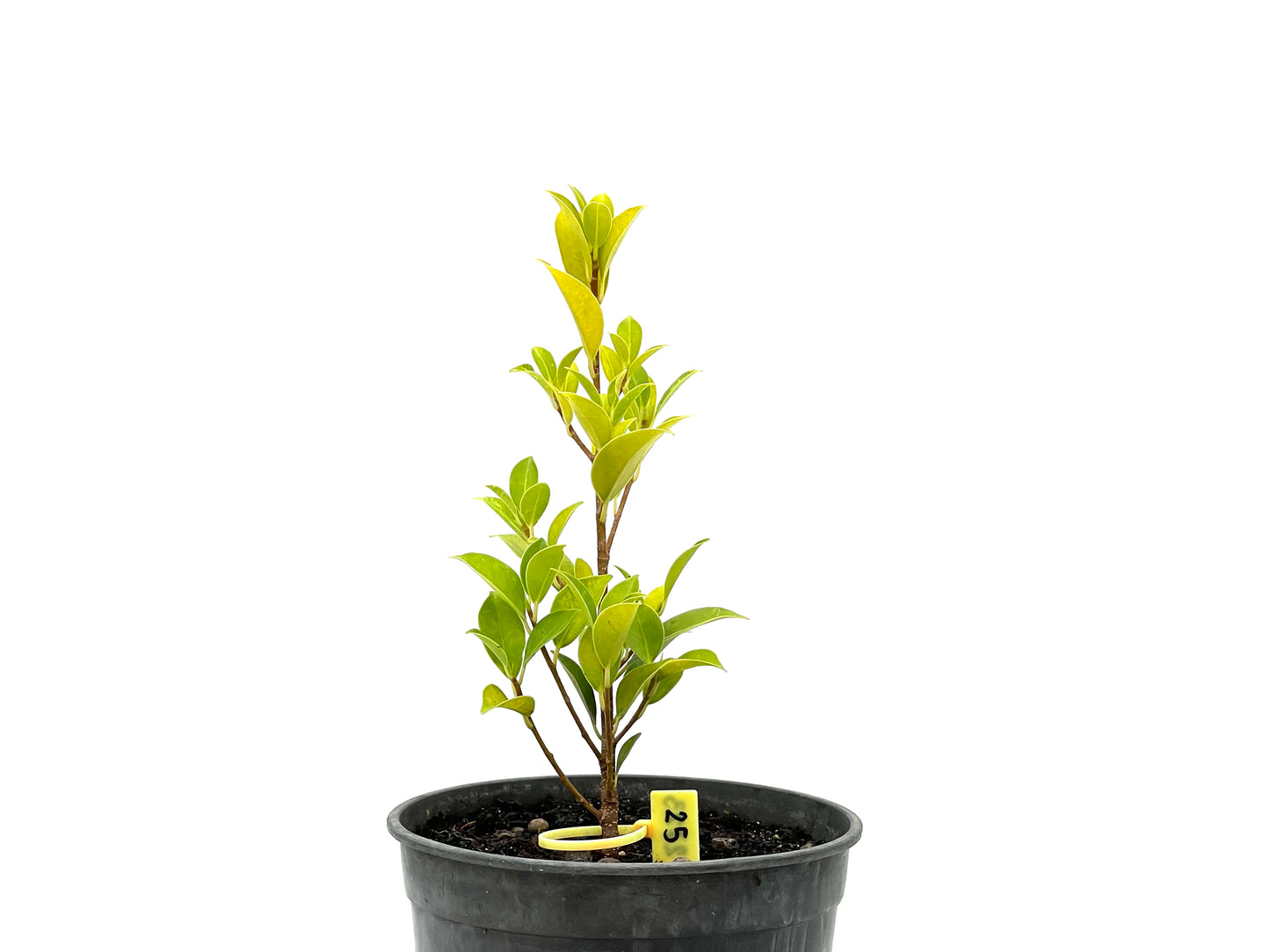 Ficus Tiger Bark 2723