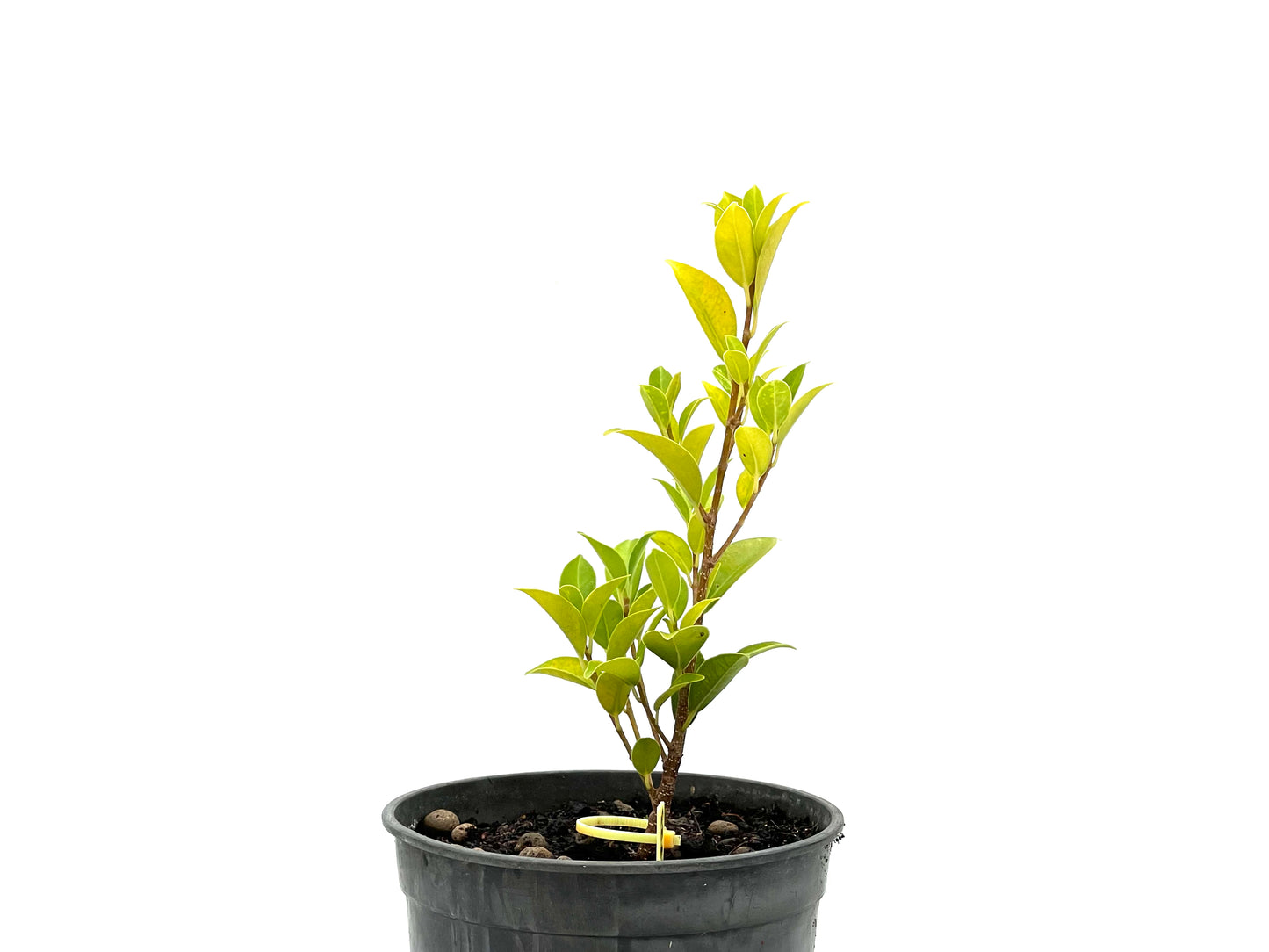 Ficus Tiger Bark 2723
