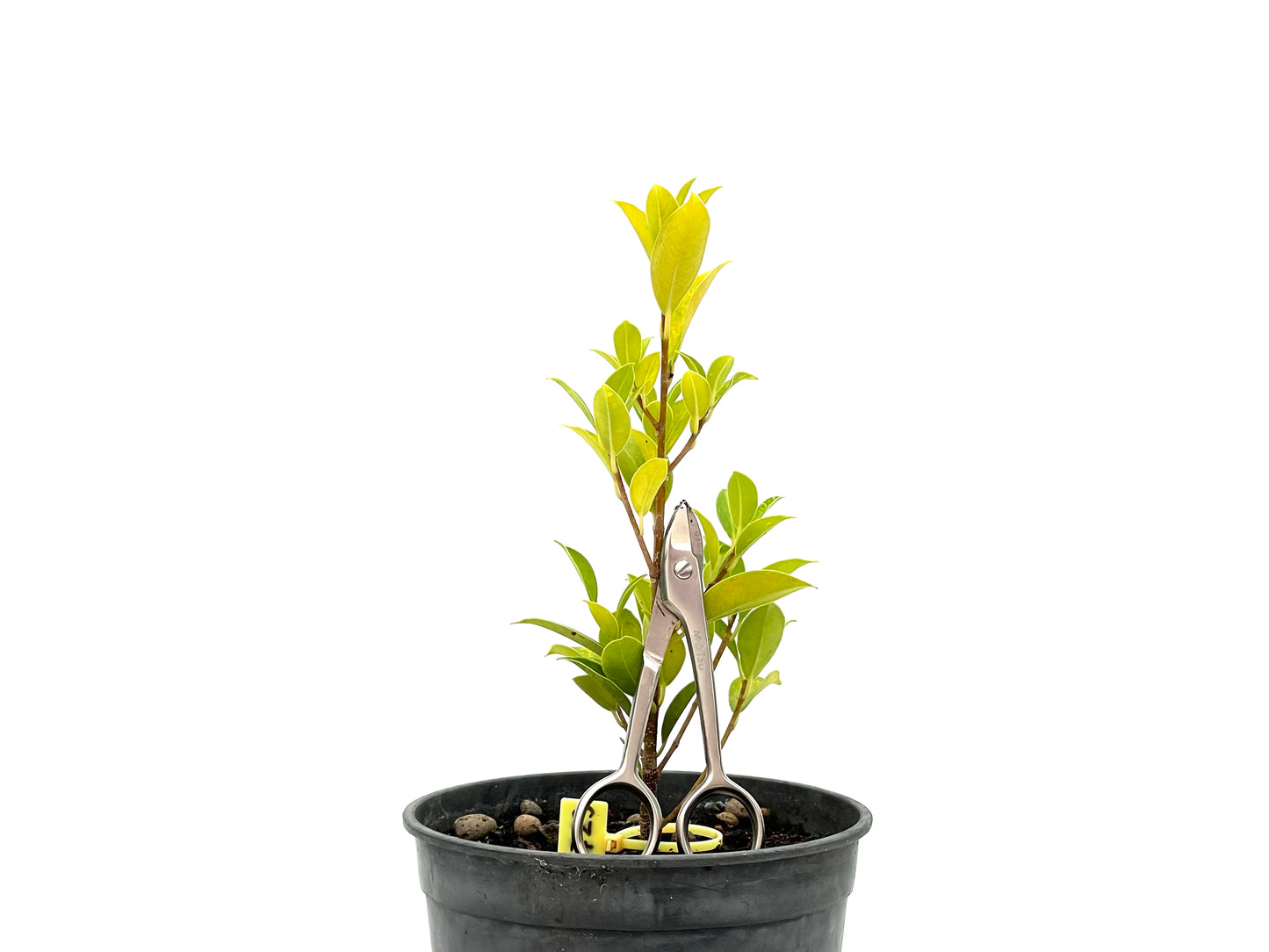 Ficus Tiger Bark 2723