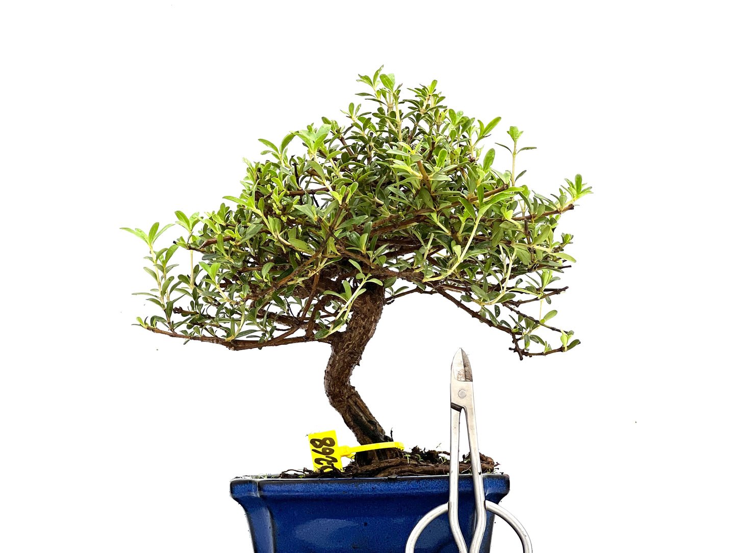 Coprosma 0268