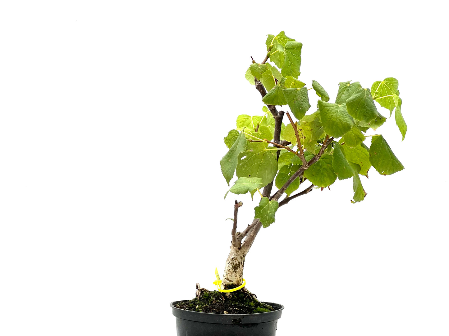 Tilo Cordata 2674