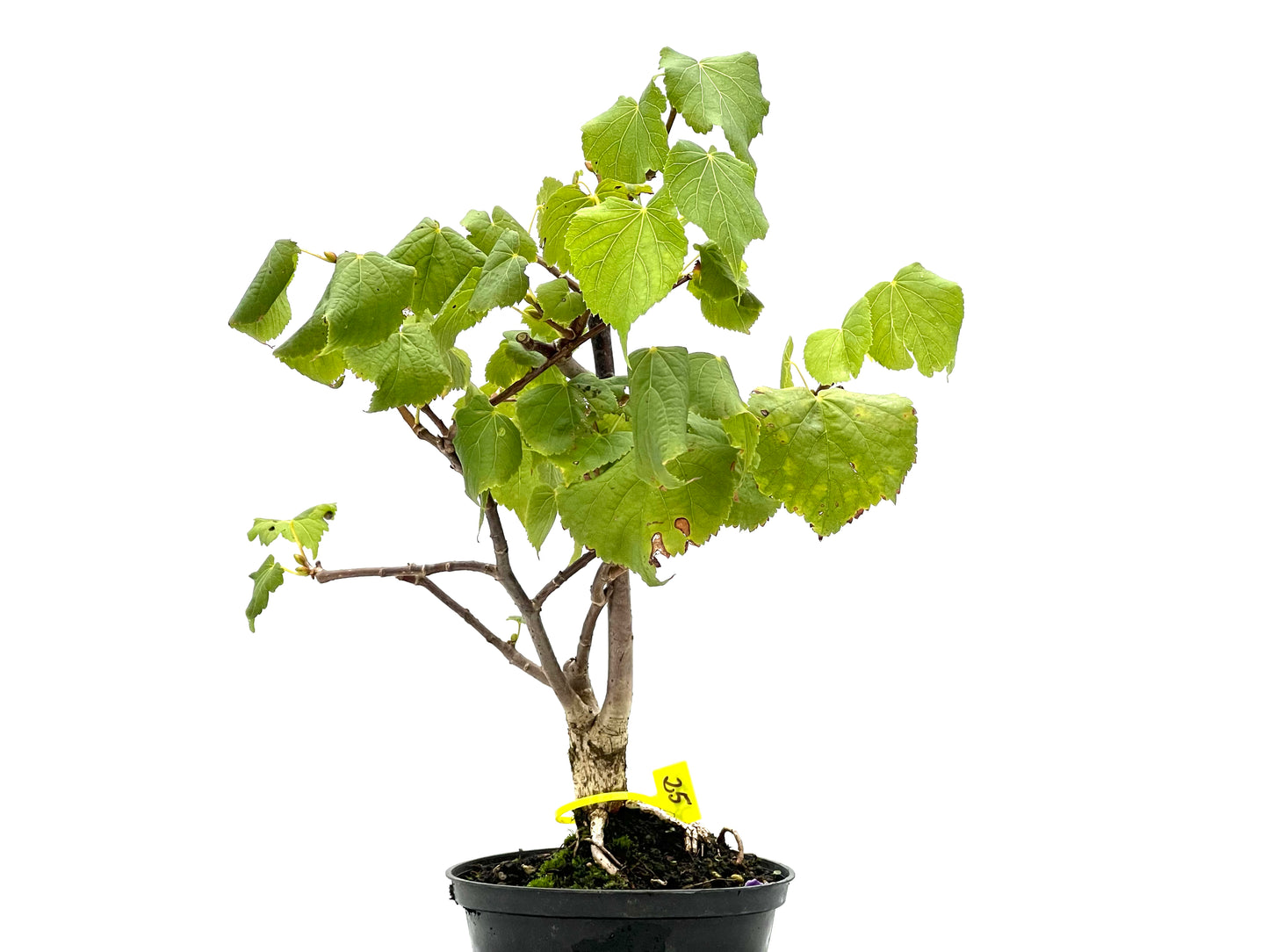 Tilo Cordata 2674