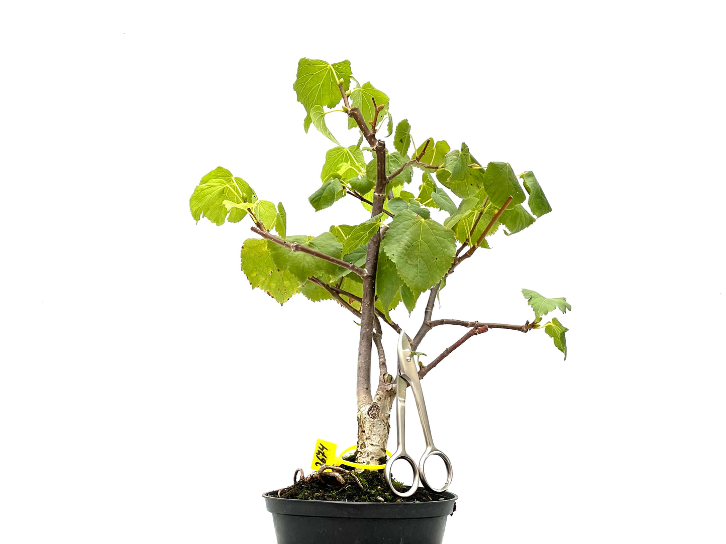 Tilo Cordata 2674