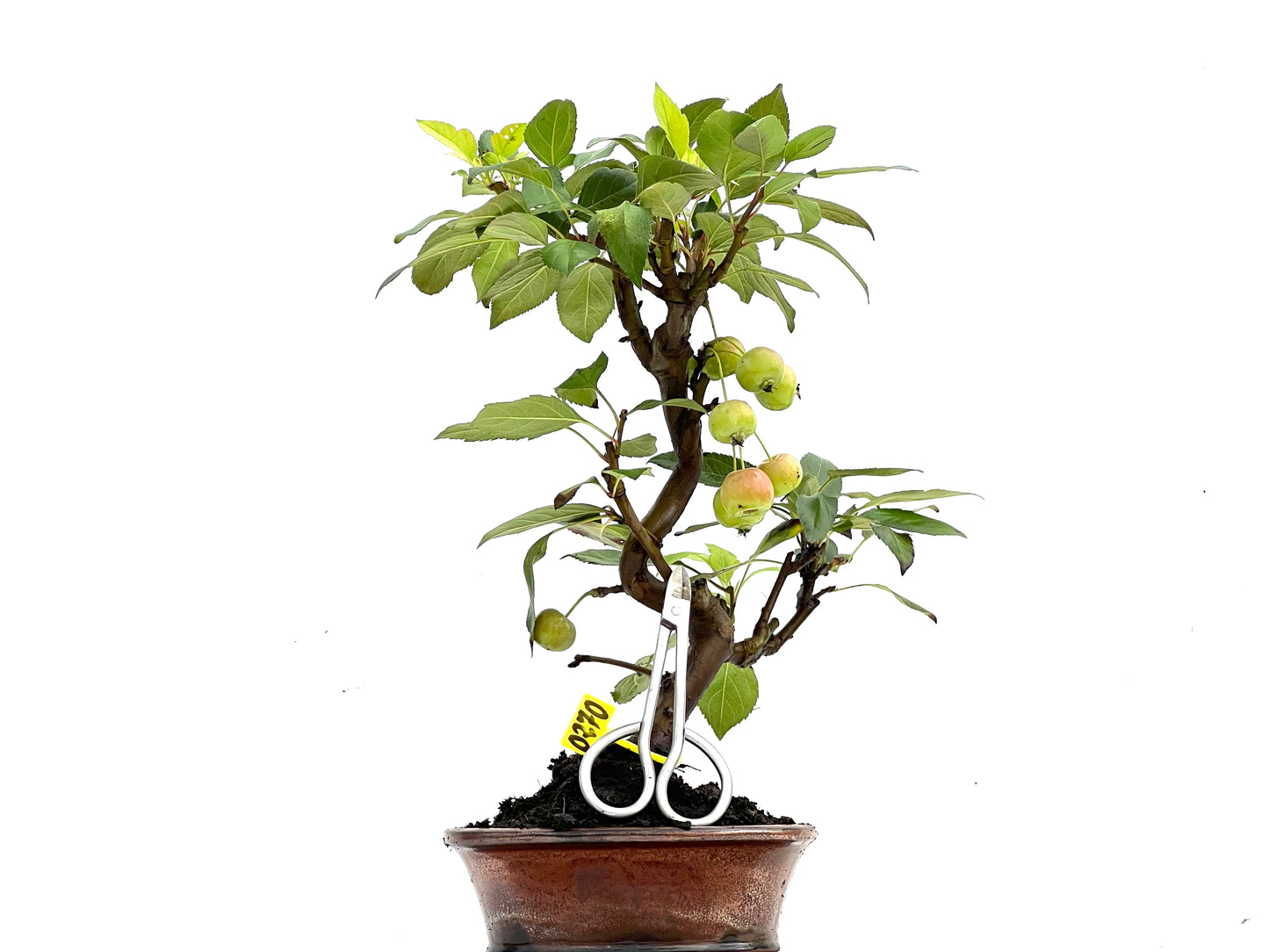 Malus Everest 0270