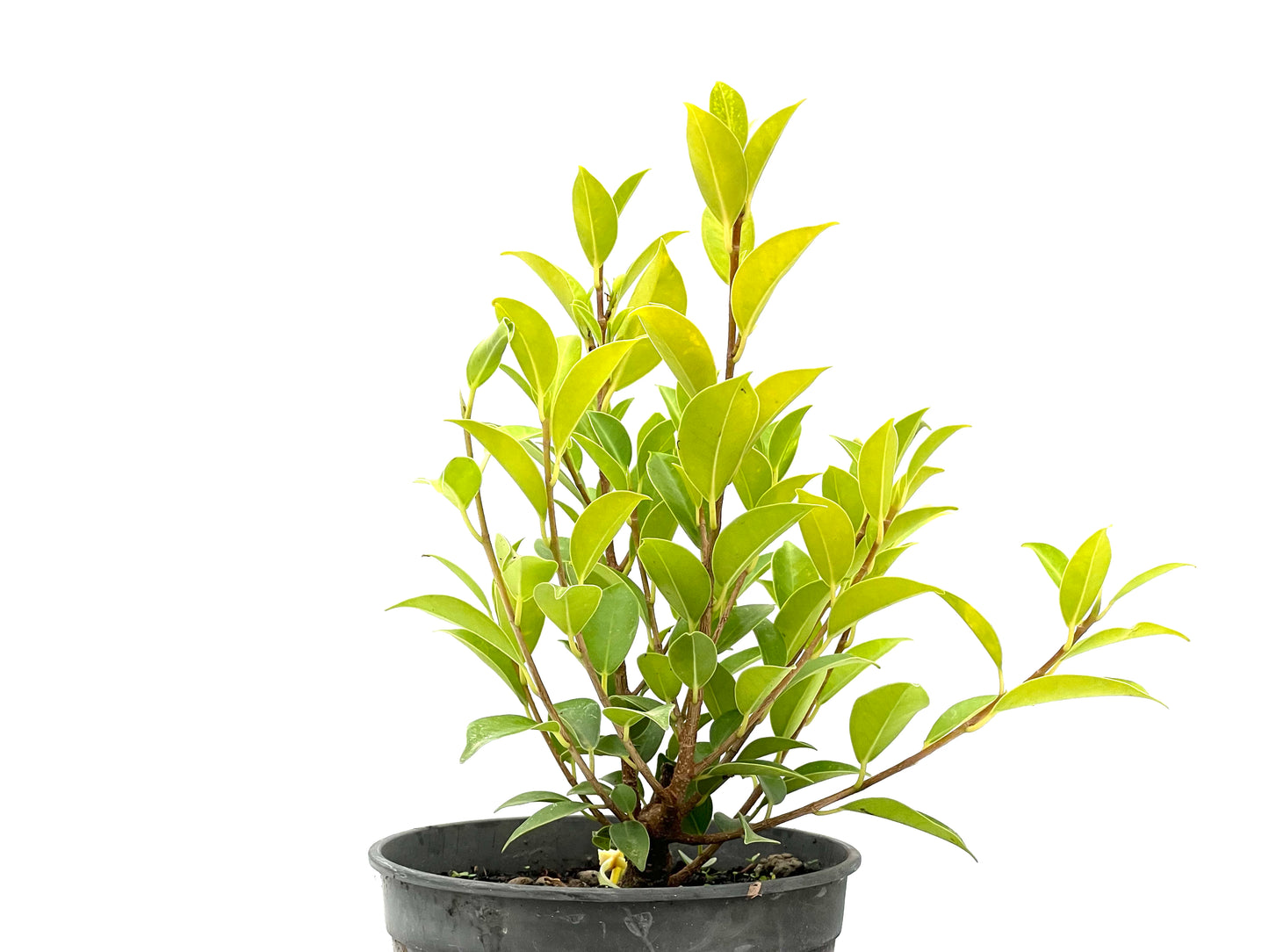 Ficus Tiger Bark 2714