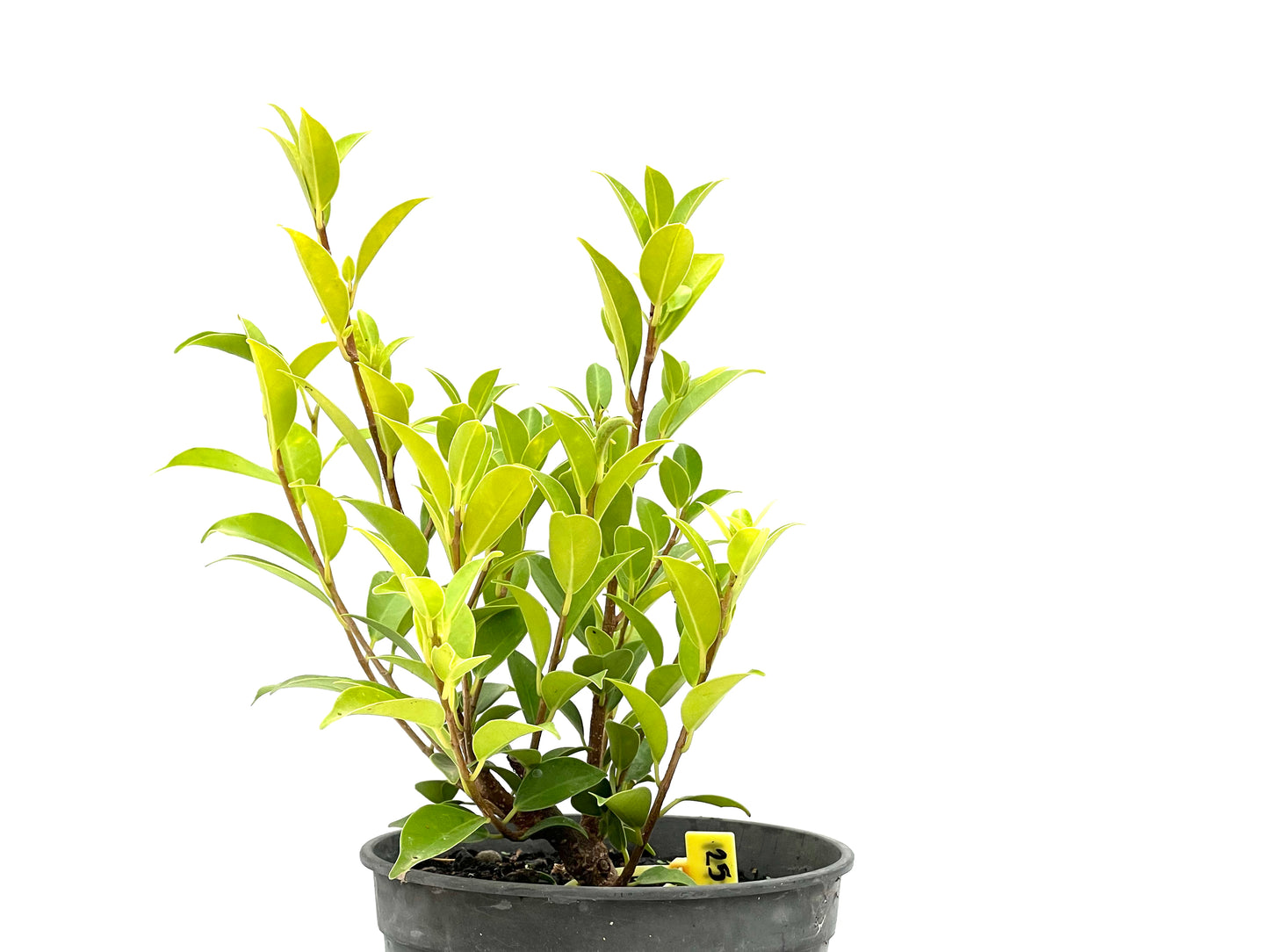 Ficus Tiger Bark 2714