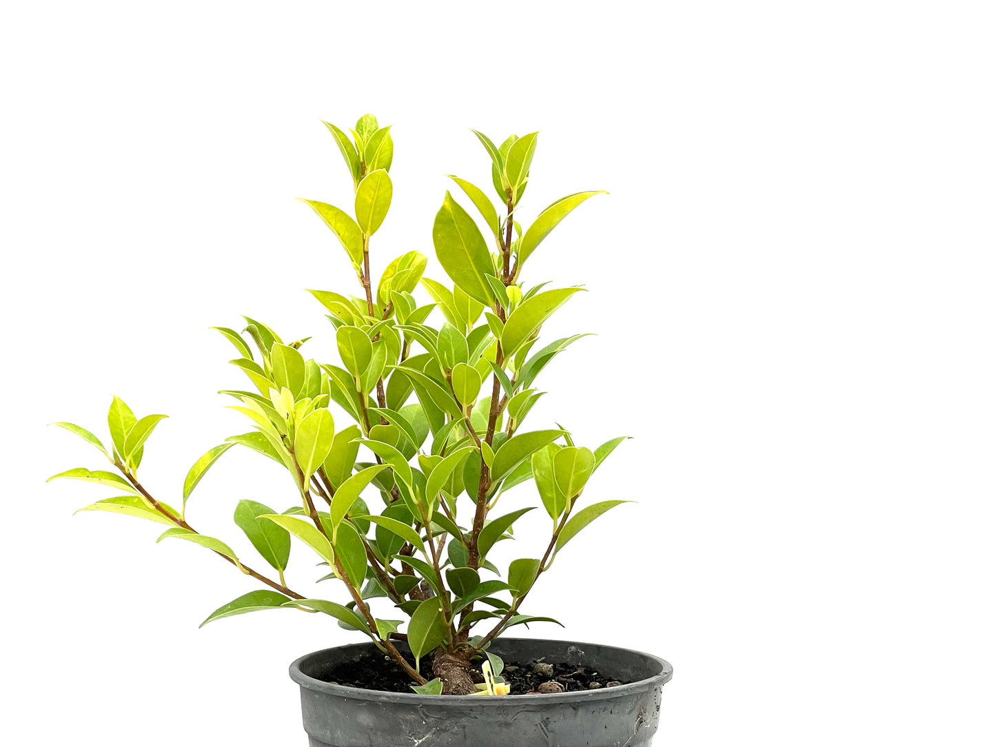Ficus Tiger Bark 2714