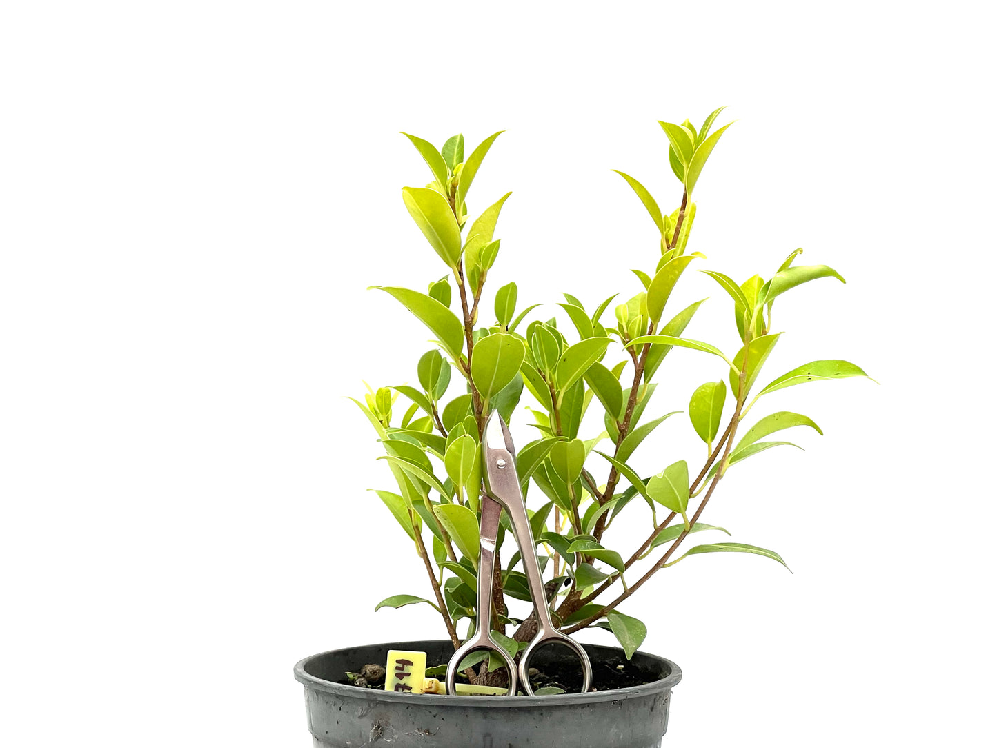 Ficus Tiger Bark 2714