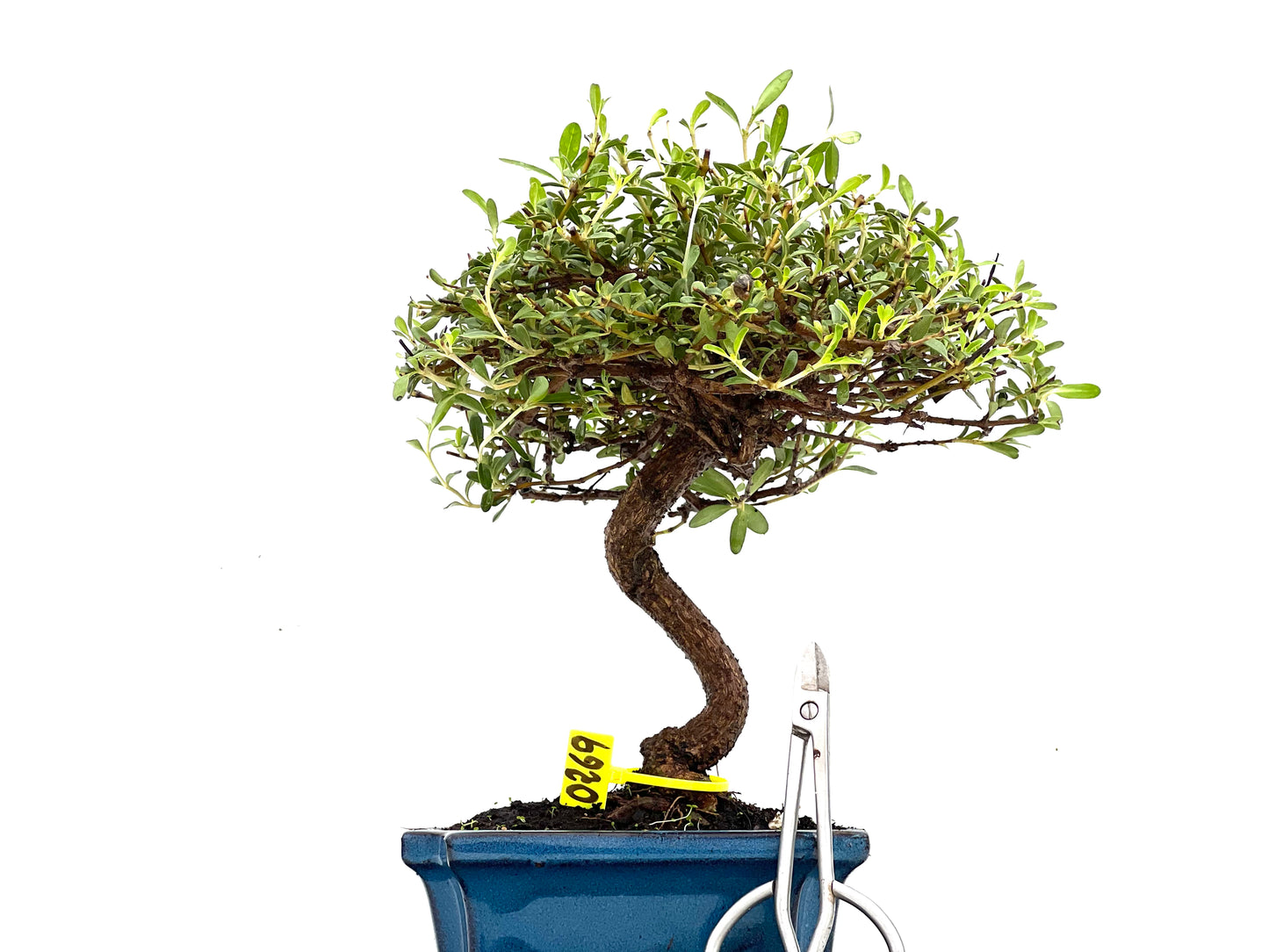 Coprosma 0269