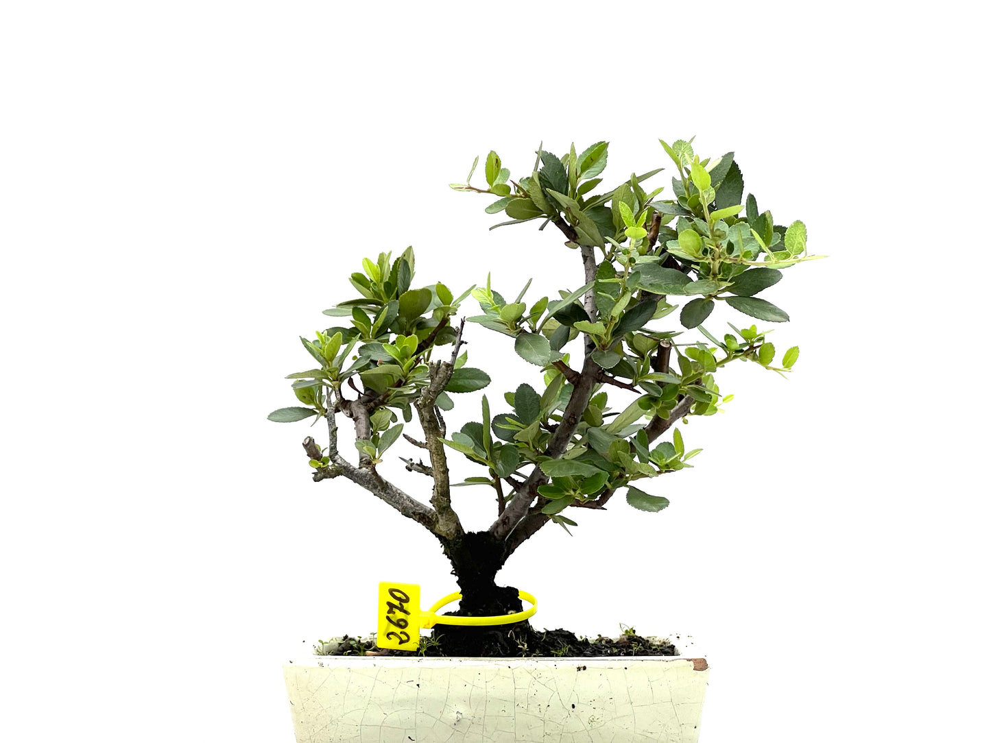 Pyracantha 2670