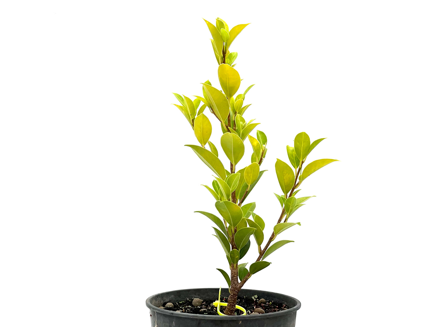 Ficus Tiger Bark 2711