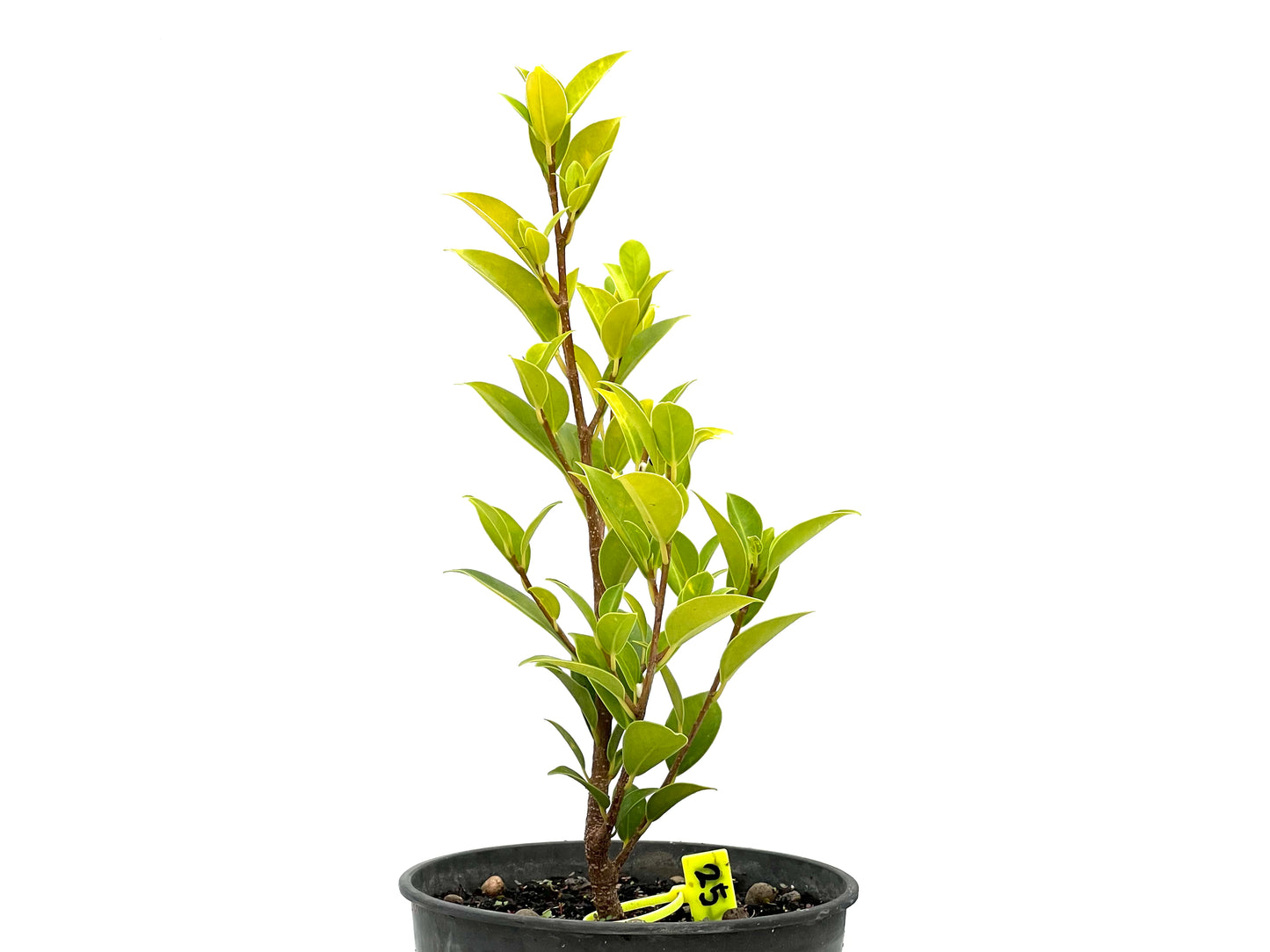Ficus Tiger Bark 2711