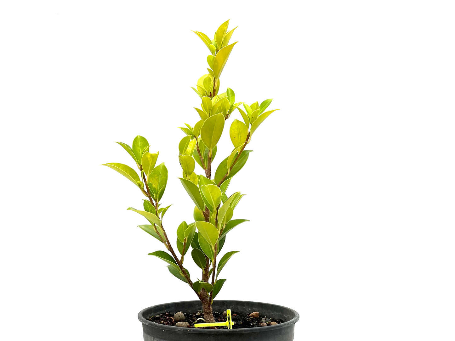 Ficus Tiger Bark 2711