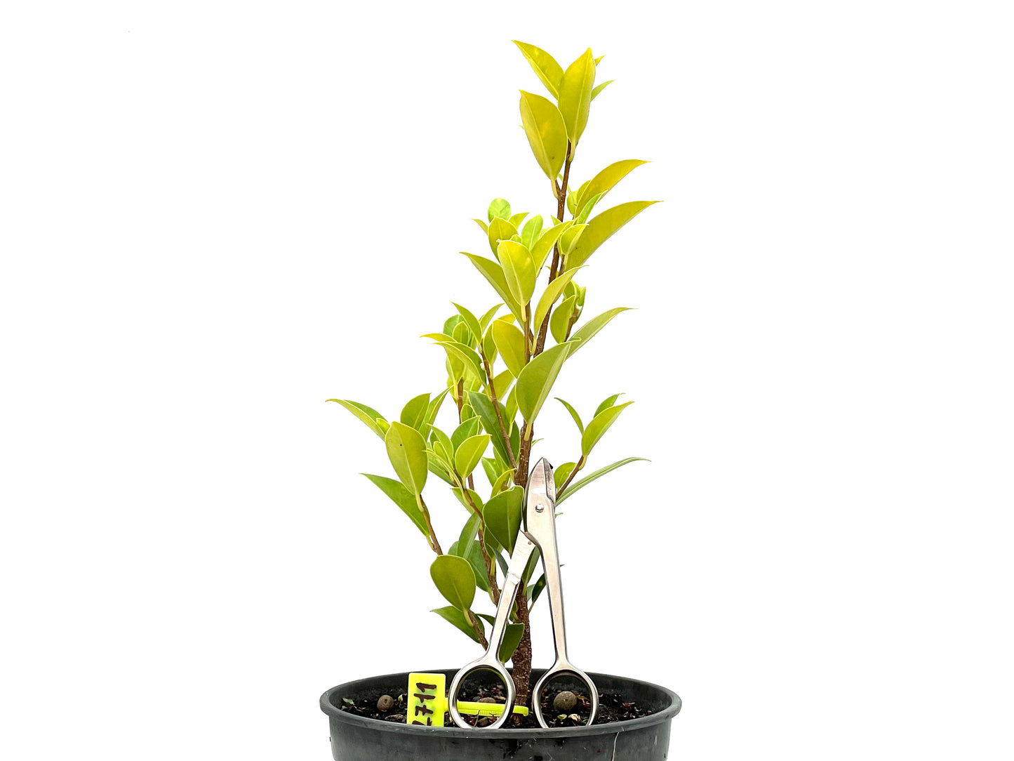 Ficus Tiger Bark 2711
