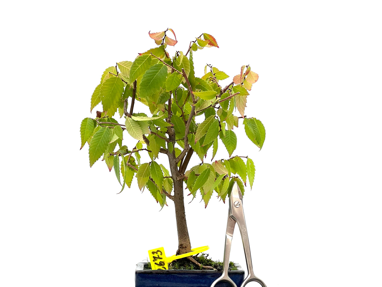 Zelkova Serrata 2673