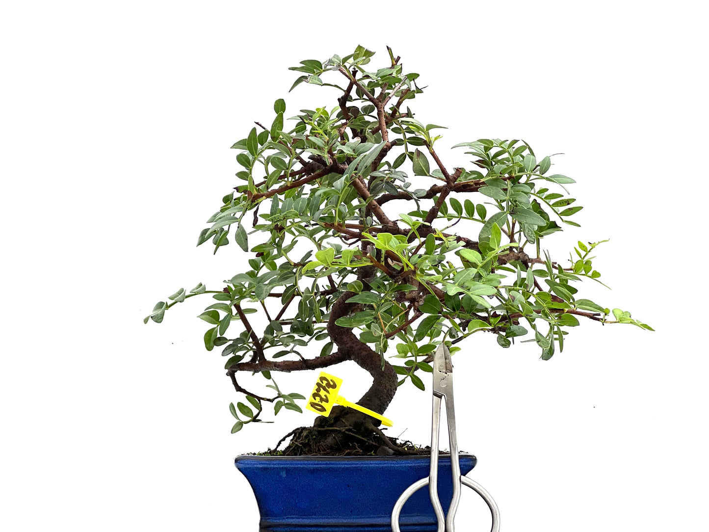 Pistacia Lentiscus 0272