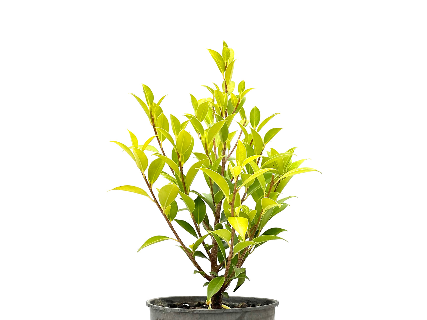 Ficus Tiger Bark 2712