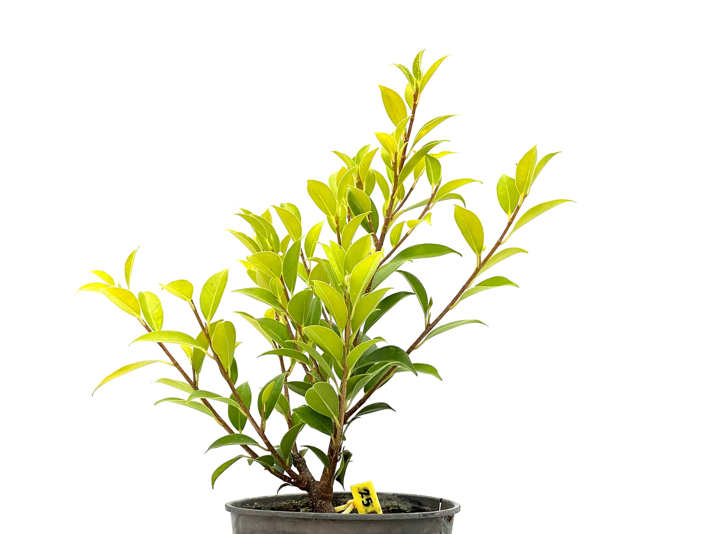 Ficus Tiger Bark 2712