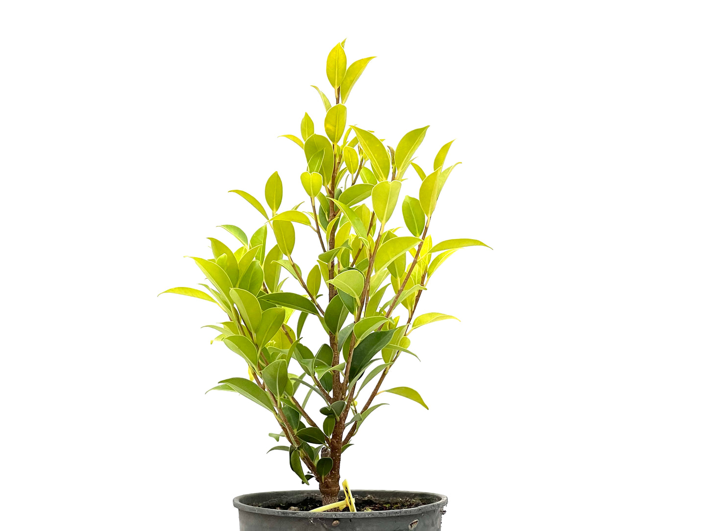 Ficus Tiger Bark 2712