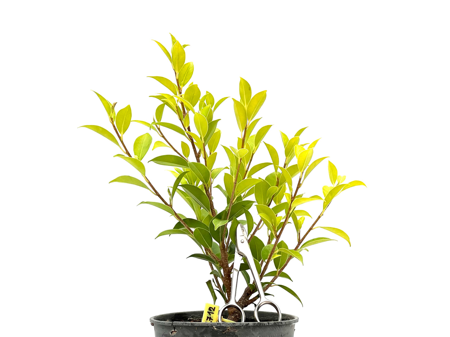 Ficus Tiger Bark 2712