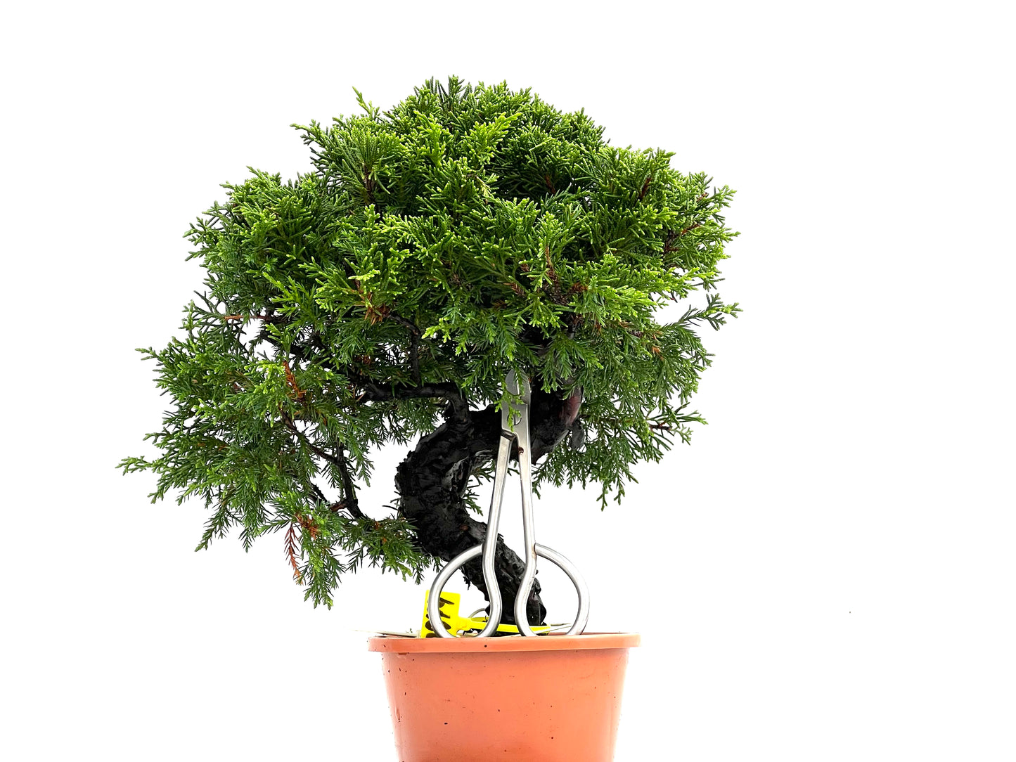 Juniperus Chinensis Itoigawa 0274