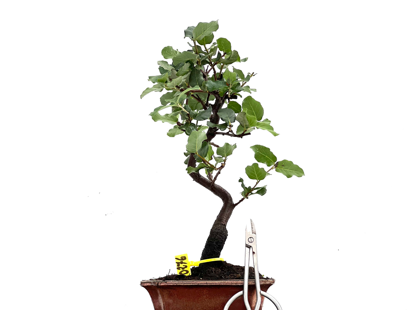 Quercus Suber 0276