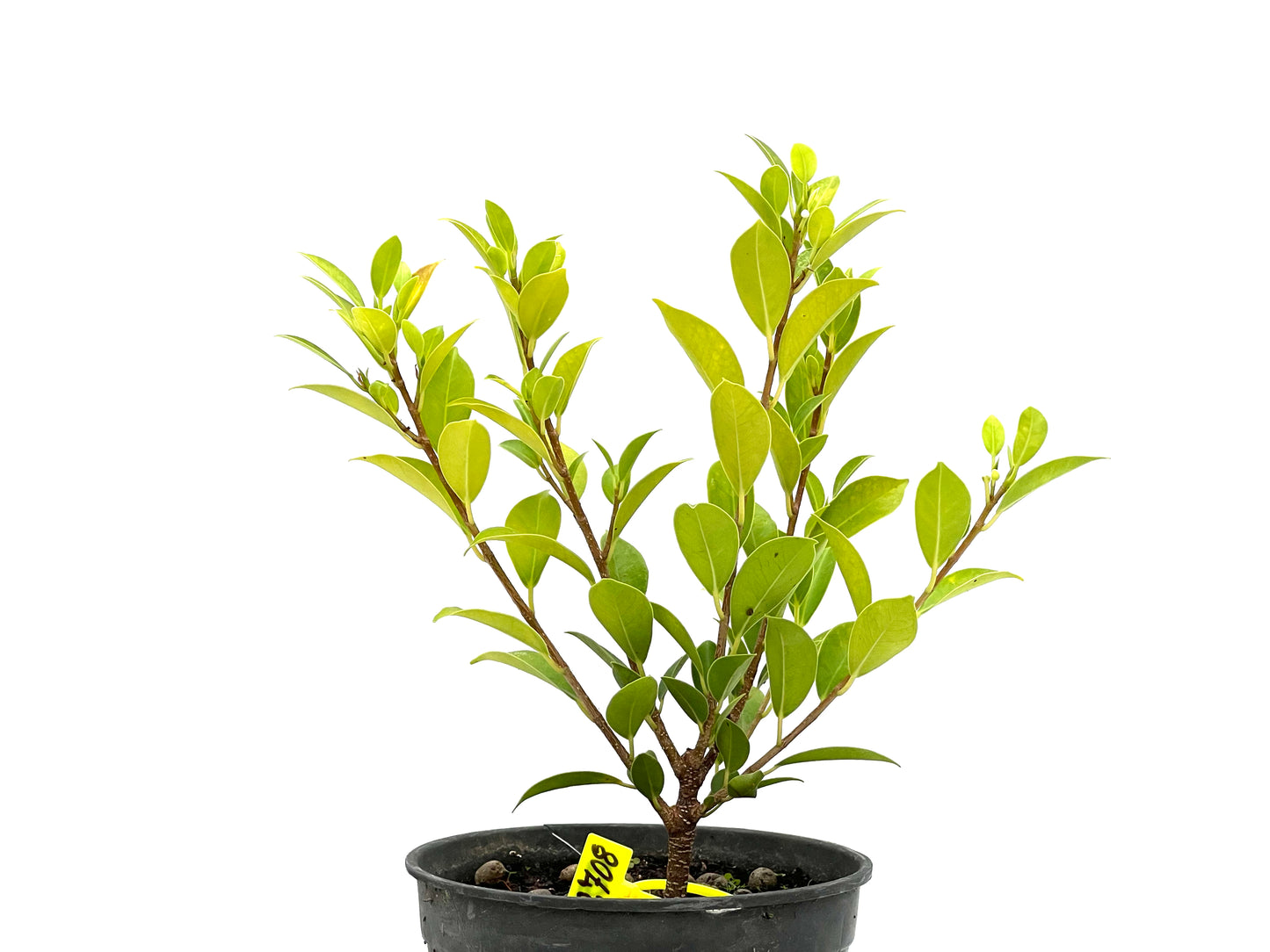 Ficus Tiger Bark 2708