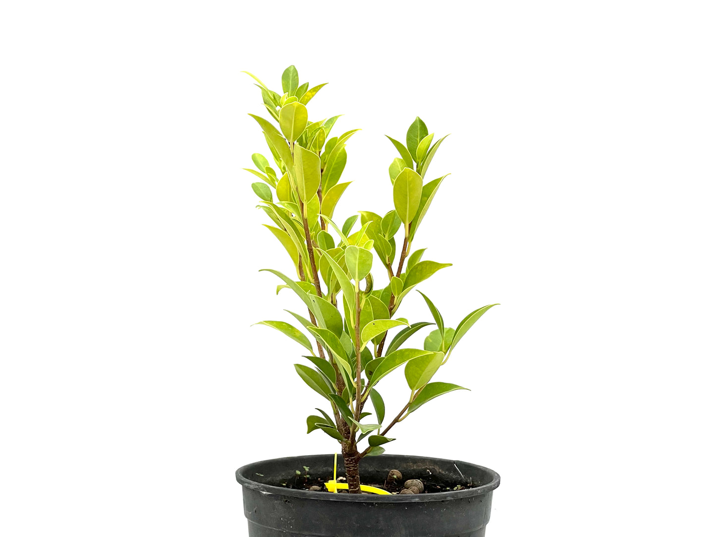 Ficus Tiger Bark 2708