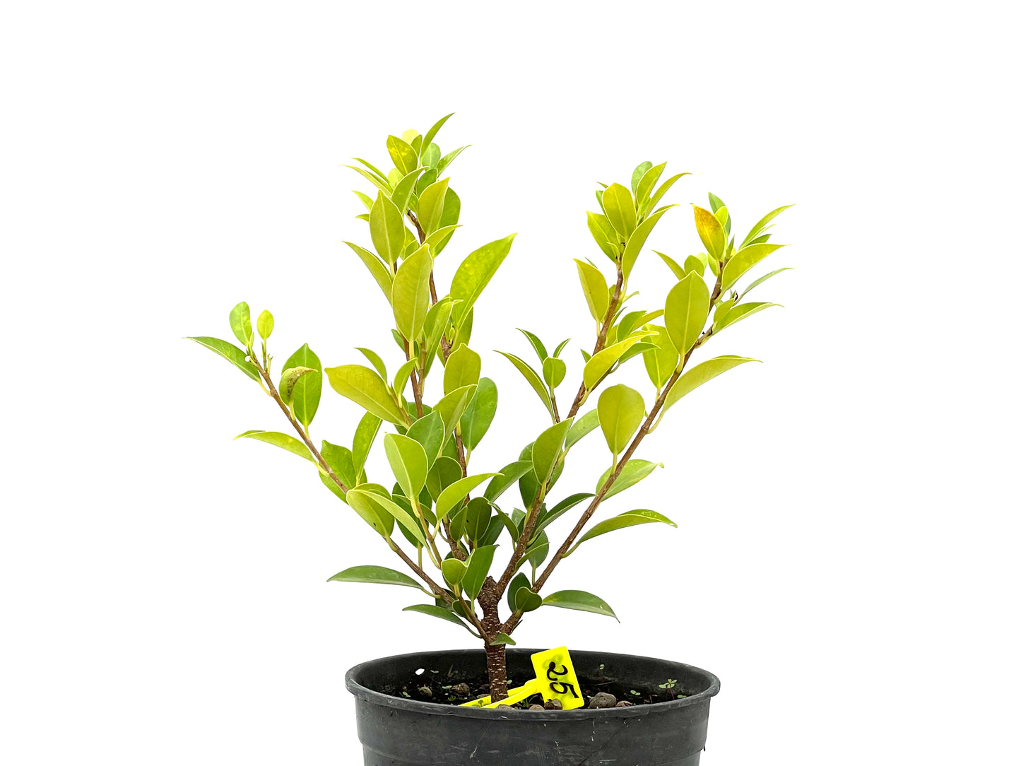 Ficus Tiger Bark 2708