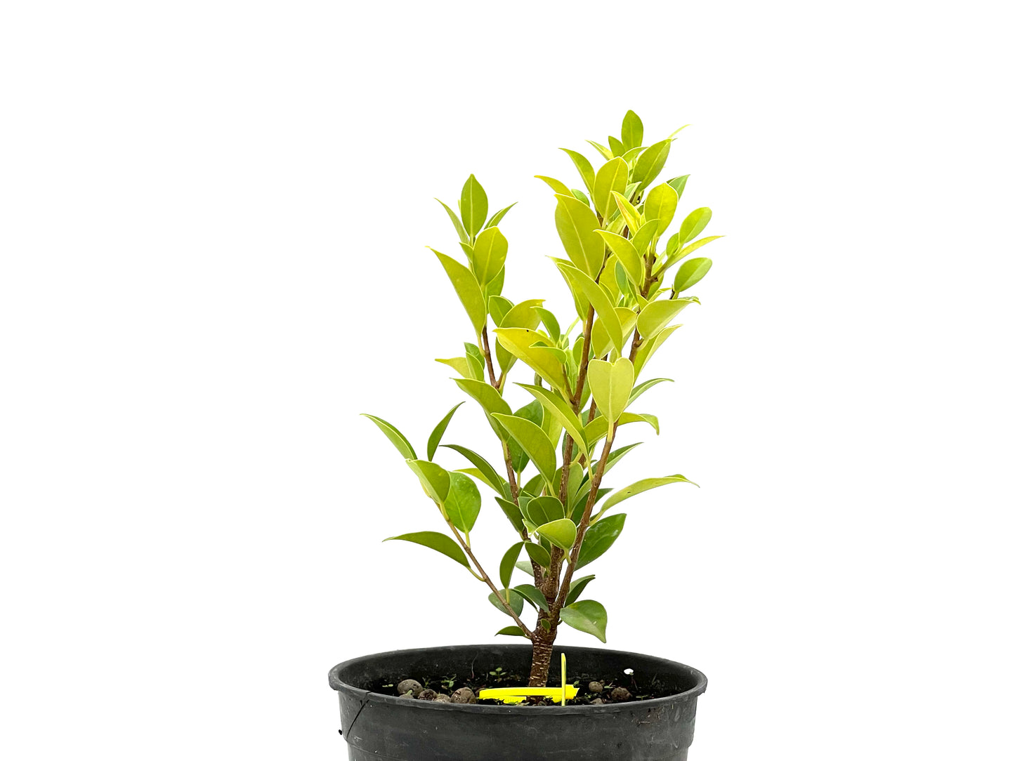Ficus Tiger Bark 2708