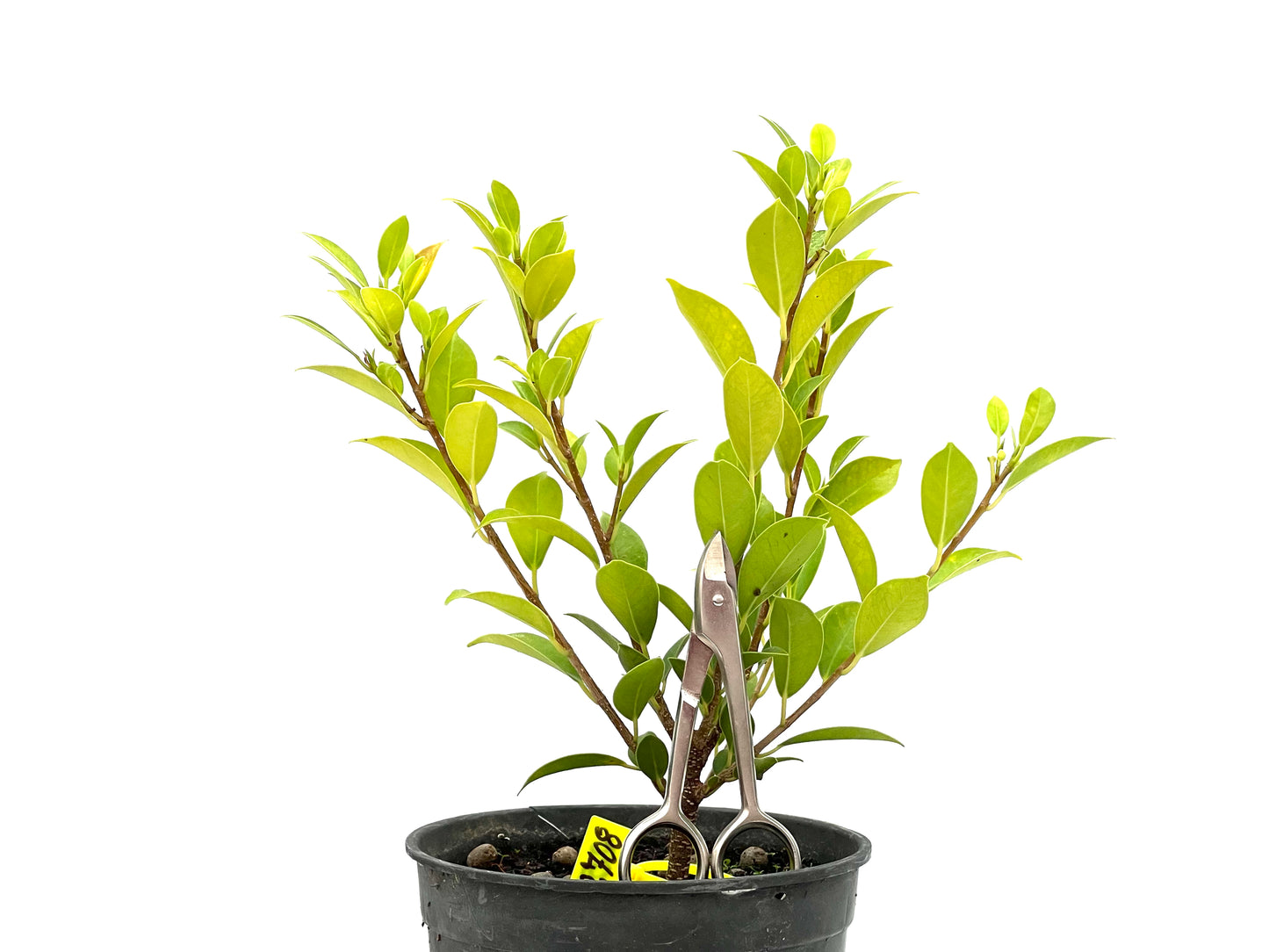 Ficus Tiger Bark 2708