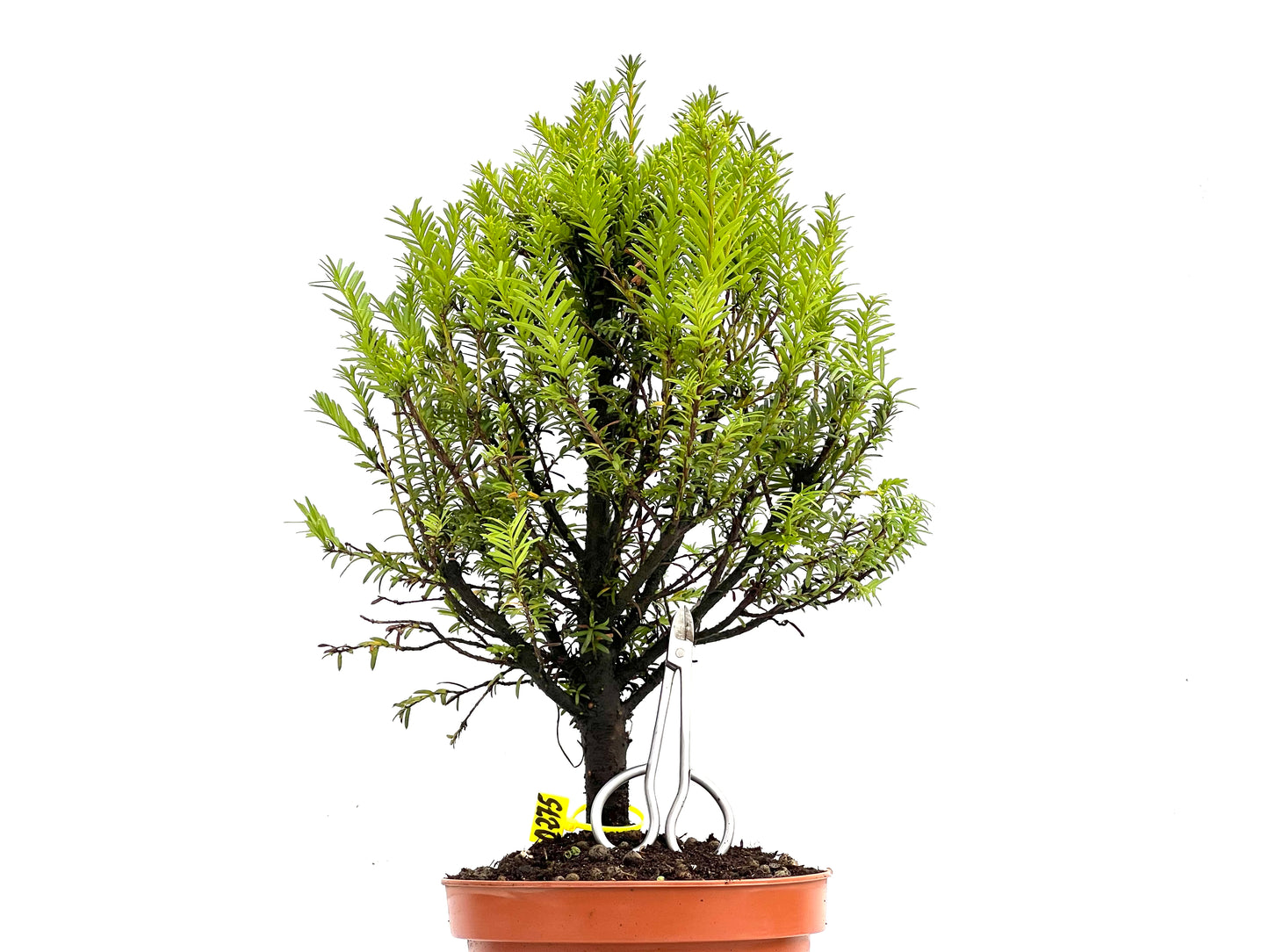 Taxus Baccata 0275