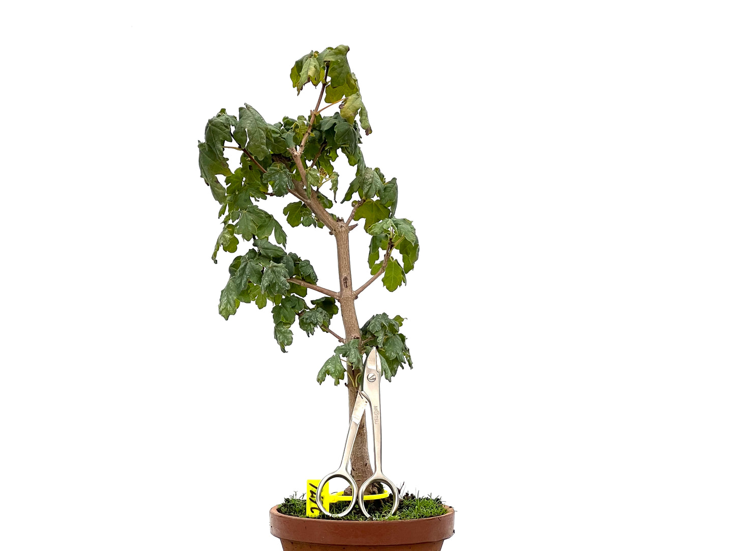 Acer Campestris 2671