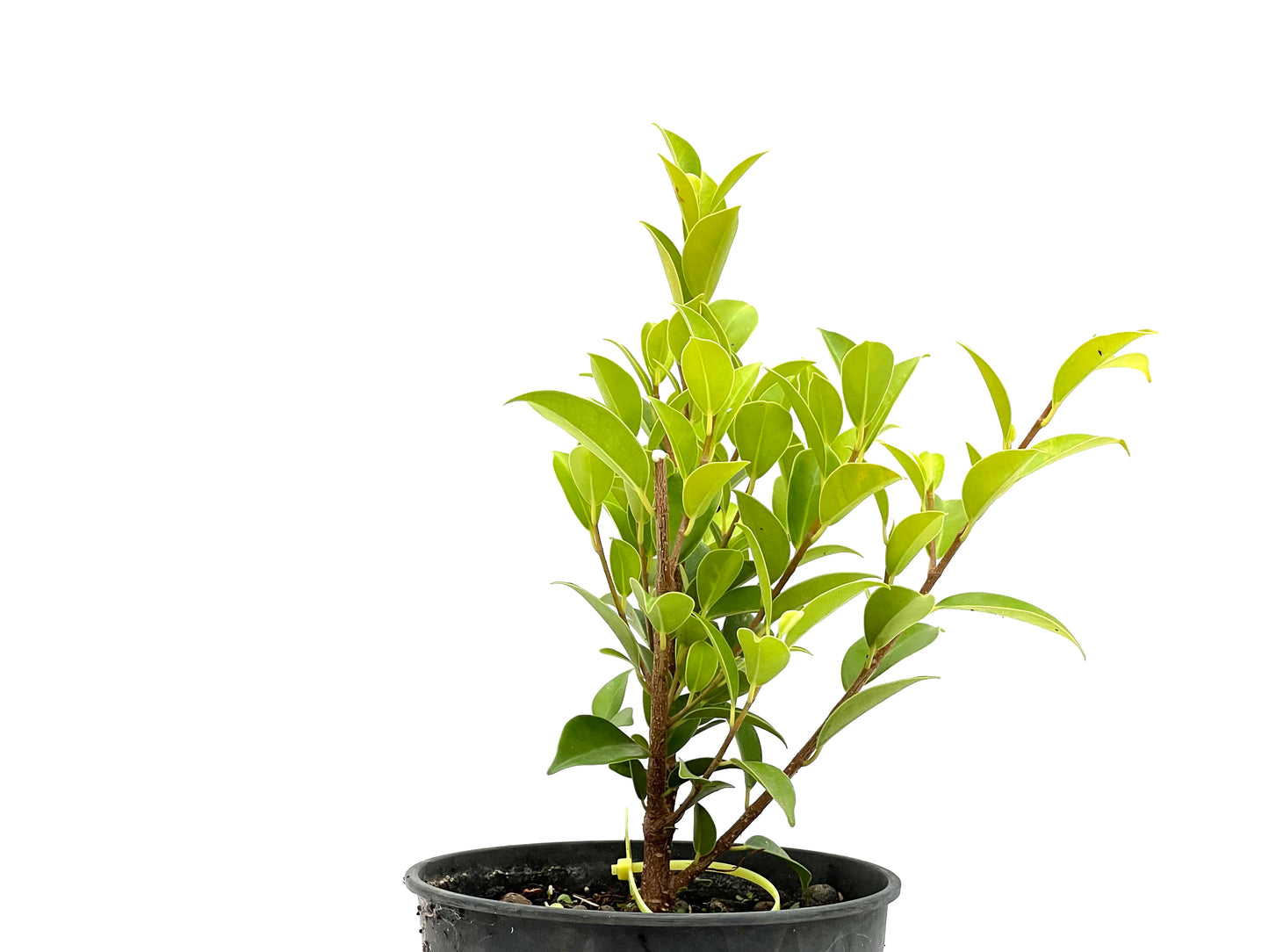 Ficus Tiger Bark 2710