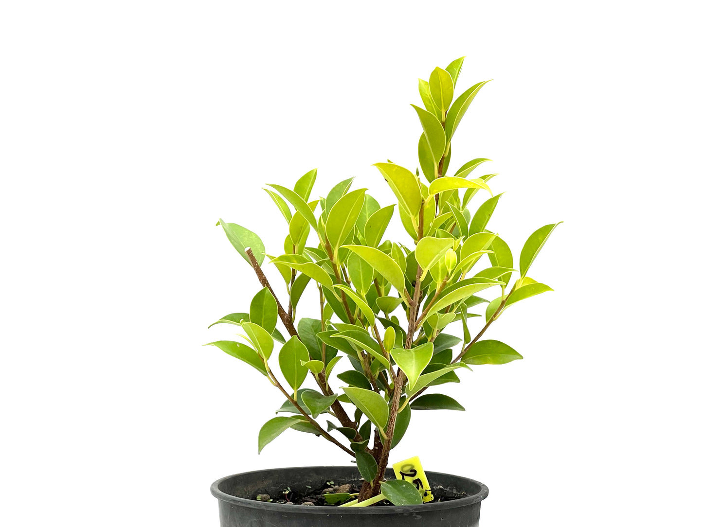 Ficus Tiger Bark 2710